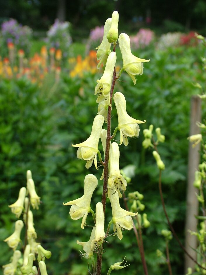 Lycoctonum Blumensamen zur Aussaat Drought verträglich Traditionssorte & ohne Gentechnik Samen Hausgarten