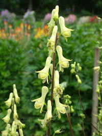 Lycoctonum Blumensamen zur Aussaat Drought verträglich Traditionssorte & ohne Gentechnik Samen Hausgarten