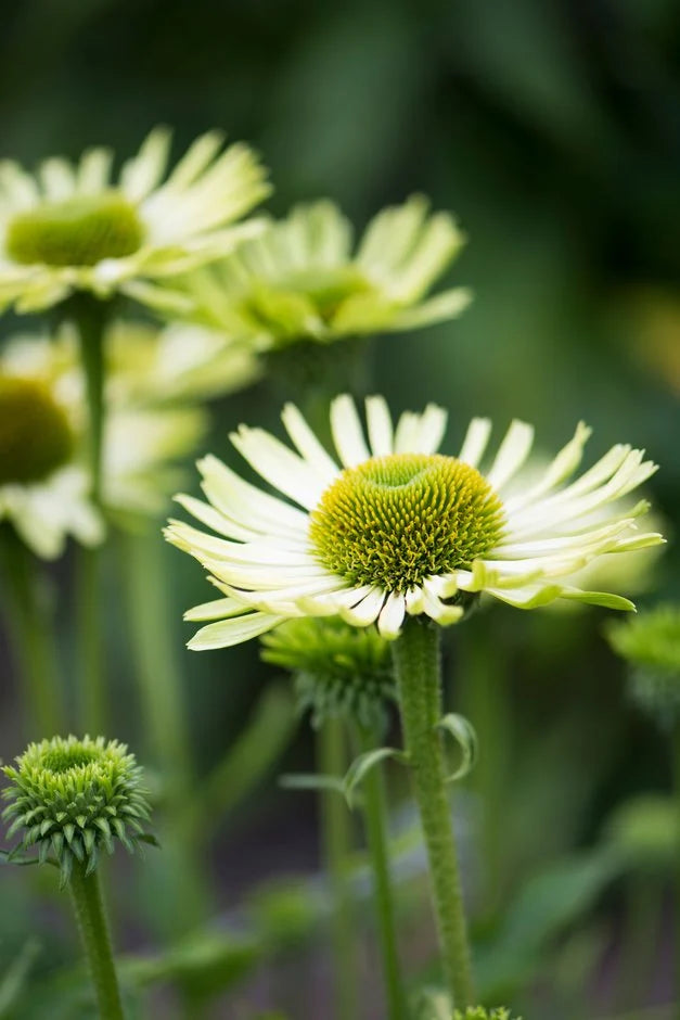 Echinacea Blumensamen zur Aussaat sonnenliebend Traditionssorte & ohne Gentechnik Samen Hausgarten