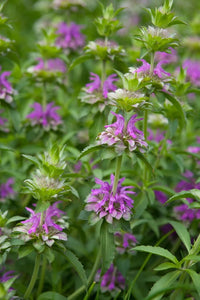 Lavendel Lemon Mint Blumensamen zur Aussaat – pflegeleicht – Traditionssorte & ohne Gentechnik Samen Hausgarten