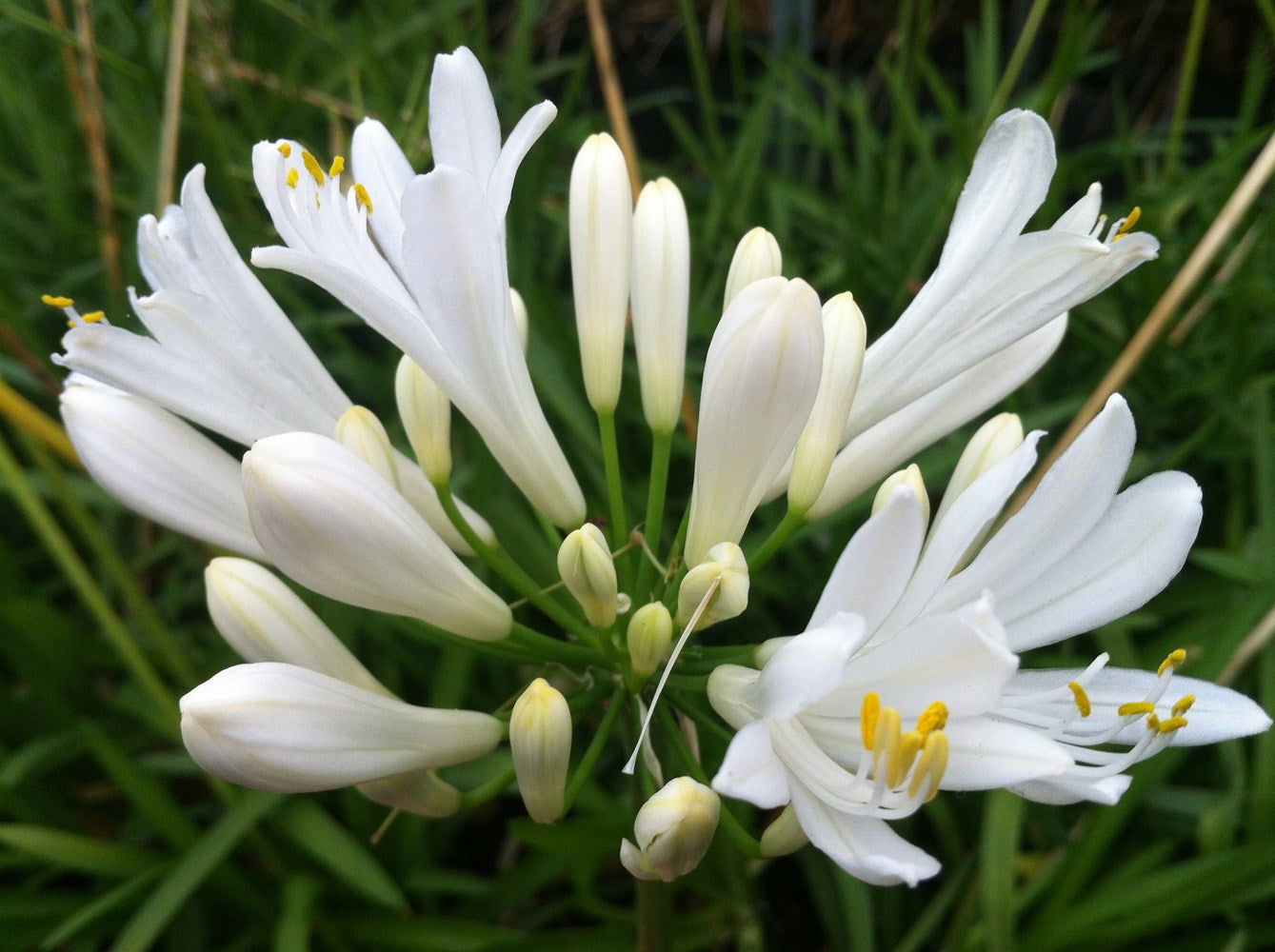 Weiß Agapanthus Blumensamen zur Aussaat – Landhaus Garten wichtig – Traditionssorte & ohne Gentechnik Samen Hausgarten