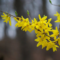 Gelb Forsythia Blumensamen Aussaat Leitfaden