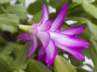 Weihnachtskaktus Blumensamen zur Aussaat lang Blüte Saison Traditionssorte & ohne Gentechnik Samen Hausgarten