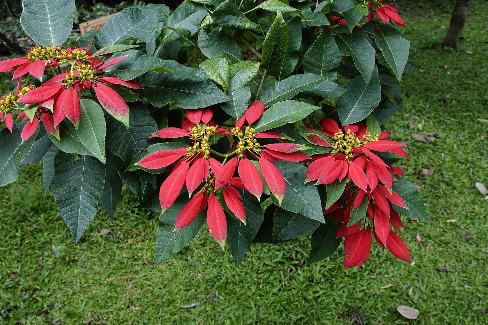 Weihnachtsstern Blumensamen zur Aussaat Anzucht Traditionssorte & ohne Gentechnik Samen Hausgarten