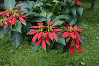 Grün Weihnachtsstern Blumensamen zur Aussaat robust Sorte Traditionssorte & ohne Gentechnik Samen Hausgarten