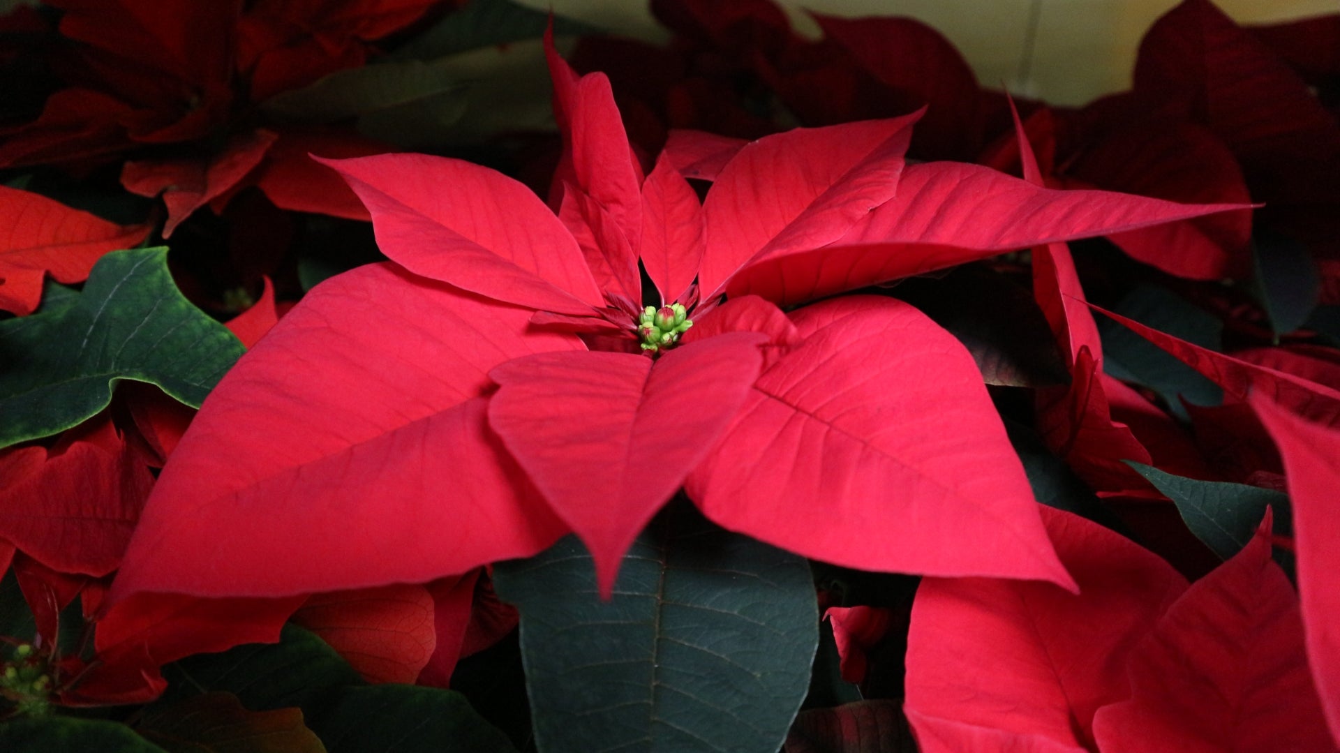 Rot Weihnachtsstern Blumensamen zur Aussaat – duftend Blüten – Traditionssorte & ohne Gentechnik Samen Hausgarten