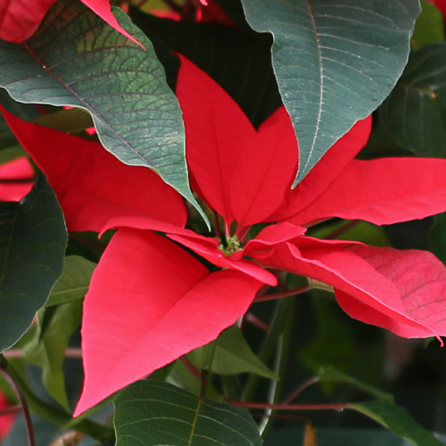 Grün Weihnachtsstern Blumensamen zur Aussaat robust Sorte Traditionssorte & ohne Gentechnik Samen Hausgarten