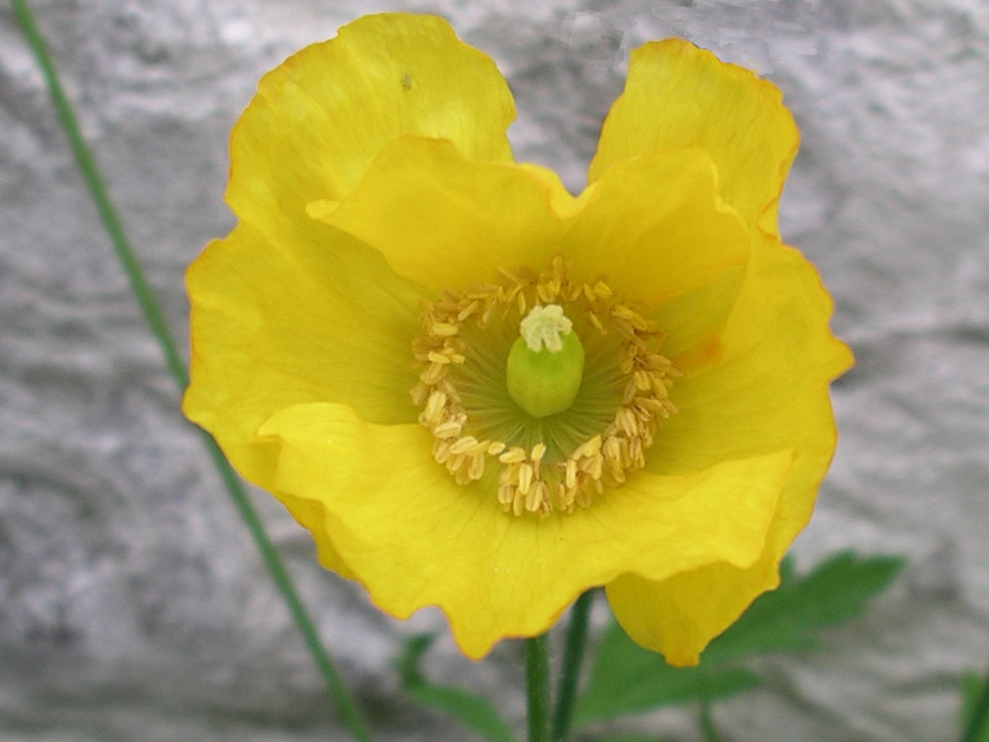 Meconopsis Cambrica Blumensamen zur Aussaat lang Blüte Saison Traditionssorte & ohne Gentechnik Samen Hausgarten