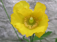 Meconopsis Cambrica Blumensamen zur Aussaat lang Blüte Saison Traditionssorte & ohne Gentechnik Samen Hausgarten