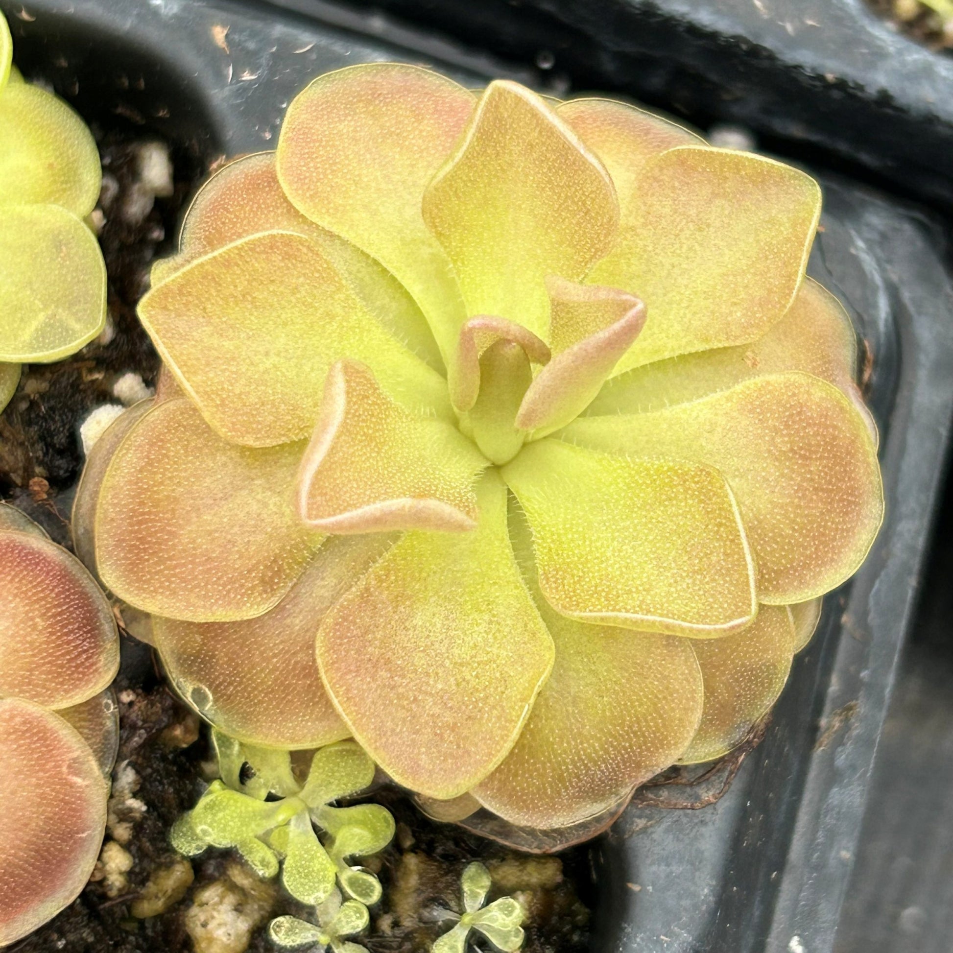 Mexican Butterwort Blumensamen zur Aussaat verschönert Garten