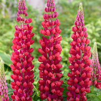 Rot Lupine Blumensamen zur Aussaat leuchtend Blüten Traditionssorte & ohne Gentechnik Samen Hausgarten