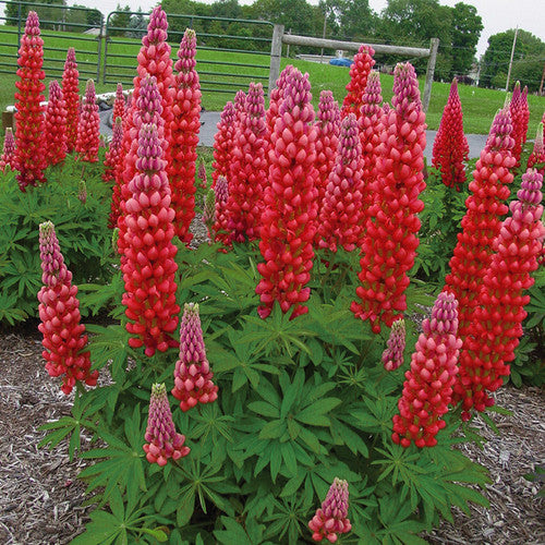 Aussaat Rot Lupine Samen leuchtend Blumensamen