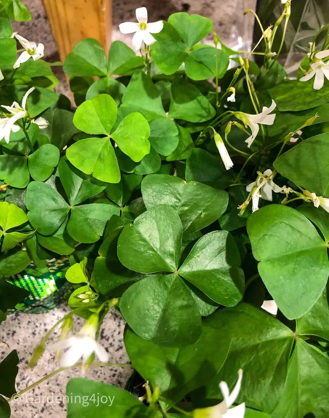Irish Clover Shamrock Samen – Traditionssorte ohne Gentechnik Blumen Garten Aussaat