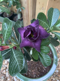 Lila adenium obesum blume samen for anpflanzung - vibrant colors, heirloom & gmo free samen for home garten
 
 sale samen for anpflanzung in home garten