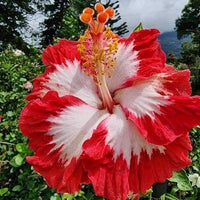 Weiß Rot Hibiskus Blumensamen – kompakt Wuchs Traditionssorte & ohne Gentechnik Samen Hausgarten