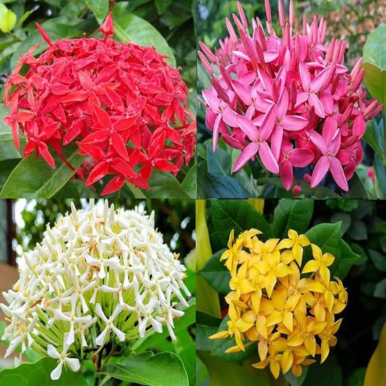 Ixora Rot Blumensamen zur Aussaat leuchtend Blüten für Ihren Garten