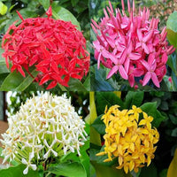 Ixora Rot Blumensamen zur Aussaat leuchtend Blüten für Ihren Garten