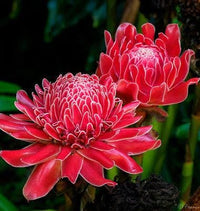 Rot Torch Ginger Blumensamen zur Aussaat – hochwertige Qualitäts- – Traditionssorte & ohne Gentechnik Samen Hausgarten