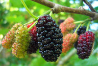 Mulberry Fruchtsamensamen zur Aussaat farbenfroh Schau Traditionssorte & ohne Gentechnik Samen Hausgarten