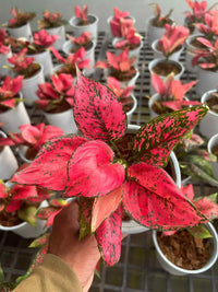 Gemischt Aglaonema Blumensamen zur Aussaat – hochwertige Qualitäts- – Traditionssorte & ohne Gentechnik Samen Hausgarten