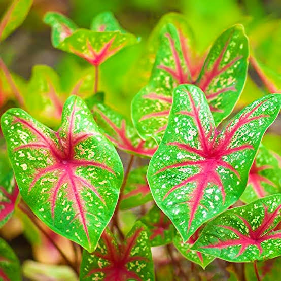 Caladium Mischung Samen zur Aussaat leuchtend Foliage Garten und Indoors