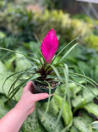 Rosa Tillandsia Cyanea Blumensamen zur Aussaat – leuchtend – Traditionssorte & ohne Gentechnik Samen Hausgarten