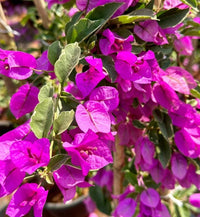 Rosa Drillingsblume Blumensamen zur Aussaat hochwertige Qualitäts- Traditionssorte & ohne Gentechnik Samen Hausgarten