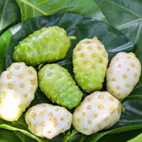 Weiße Morinda citrifolia Noni Samen für einfaches Anpflanzen