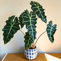 Alocasia Traditionssorte Non Gentechnik Aussaat Blumensamen zur Aussaat Halbschatten verträglich Traditionssorte & ohne Gentechnik Samen Hausgarten