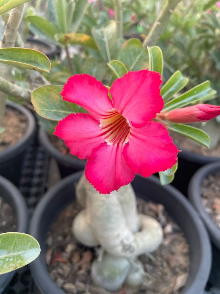 Thick Rosa Wüstenrose Obesum Samen Blumensamen zur Aussaat leuchtend Traditionssorte & ohne Gentechnik Samen Hausgarten