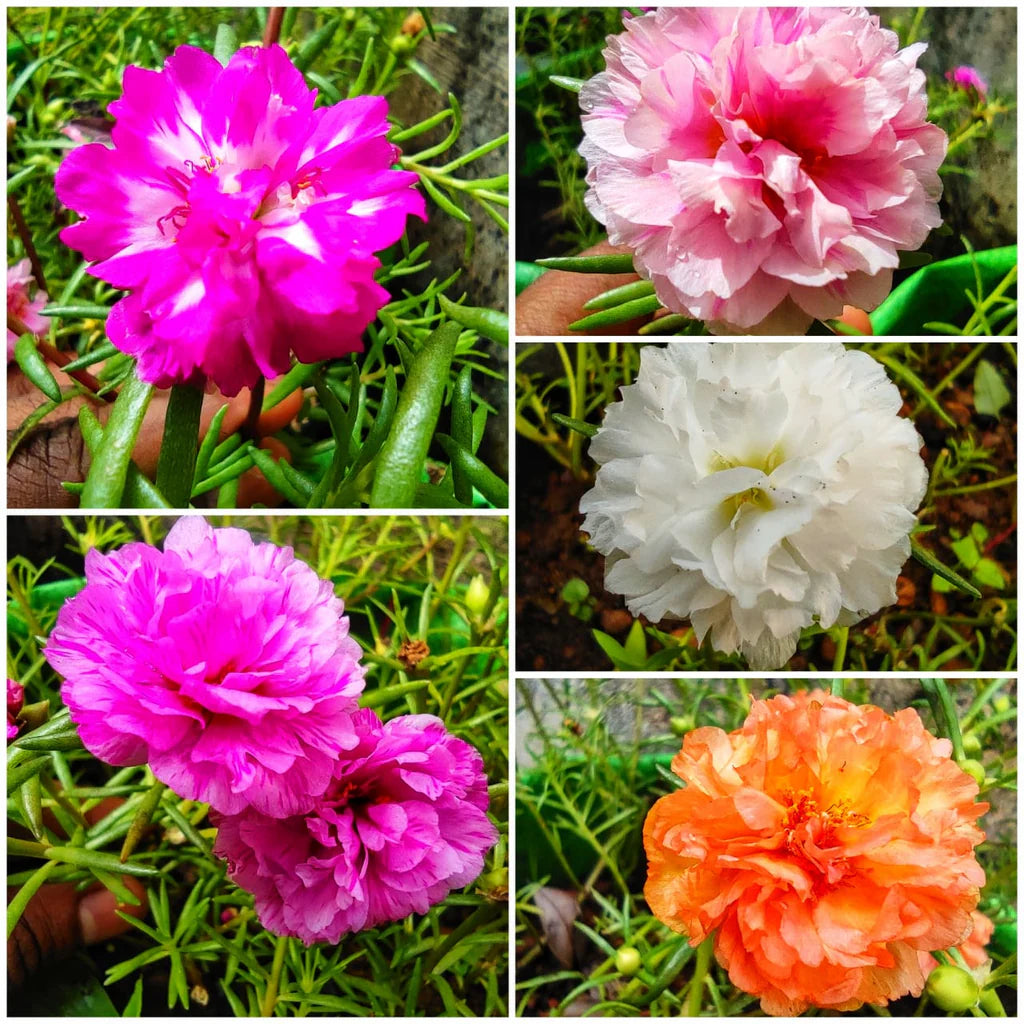 Rosa Portulaca Blumensamen zur Aussaat – Schnitt Blume beliebt – Traditionssorte & ohne Gentechnik Samen Hausgarten