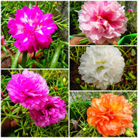 Rosa Portulaca Blumensamen zur Aussaat – Schnitt Blume beliebt – Traditionssorte & ohne Gentechnik Samen Hausgarten