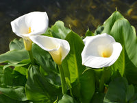 Weiß Araceae Decorative Samen zur Aussaat Better Gardening