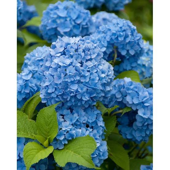 Blau Hortensie Blumensamen zur Aussaat – duftend Blüten – Traditionssorte & ohne Gentechnik Samen Hausgarten