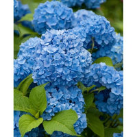 Blau Hortensie Blumensamen zur Aussaat – duftend Blüten – Traditionssorte & ohne Gentechnik Samen Hausgarten