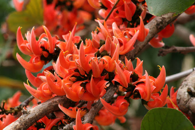 Monosperma Blumensamen zur Aussaat – leuchtend – Traditionssorte & ohne Gentechnik Samen Hausgarten