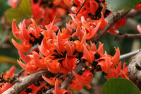 Monosperma Blumensamen zur Aussaat – leuchtend – Traditionssorte & ohne Gentechnik Samen Hausgarten