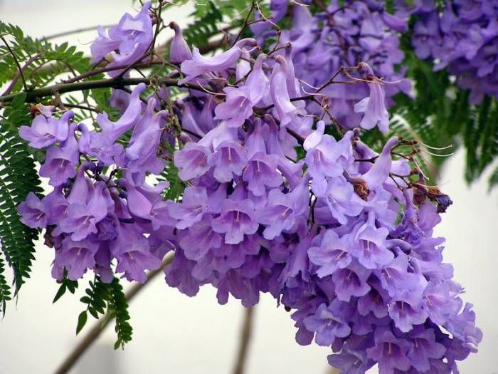 Jacaranda Blumensamen zur Aussaat Create a leuchtend Garten