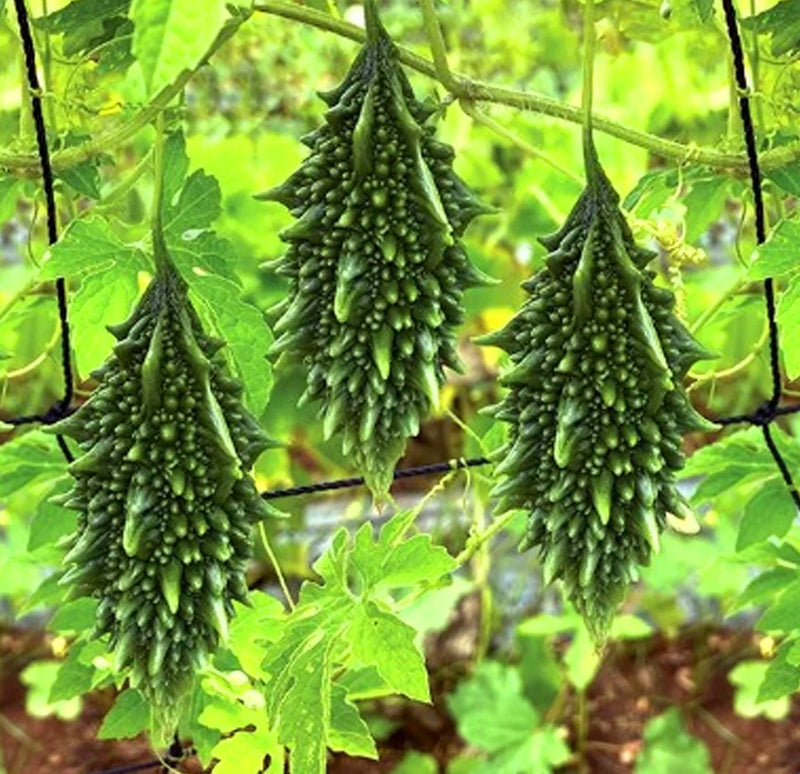 Graines de courge amère pour votre jardin