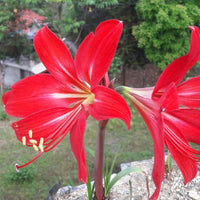Hippeastrum Blumensamen zur Aussaat kompakt Wuchs Traditionssorte & ohne Gentechnik Samen Hausgarten