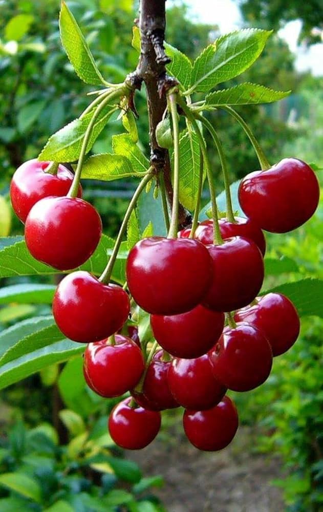 Kirsche Frucht Samen für einfaches Anpflanzen