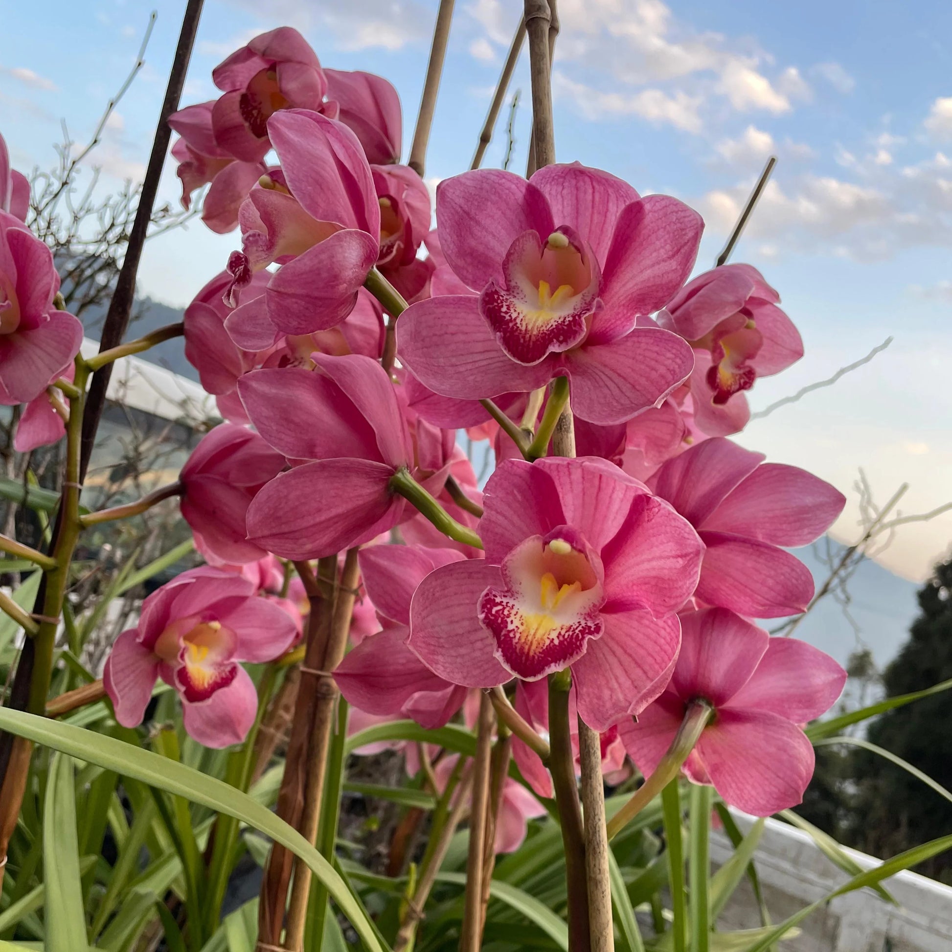 Cymbidium Faberi Blumensamen zur Aussaat Anzucht Traditionssorte & ohne Gentechnik Samen Hausgarten