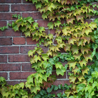 Boston Ivy Grün Rosa Blumensamen zur Aussaat – ideal Rabatten – Traditionssorte & ohne Gentechnik Samen Hausgarten