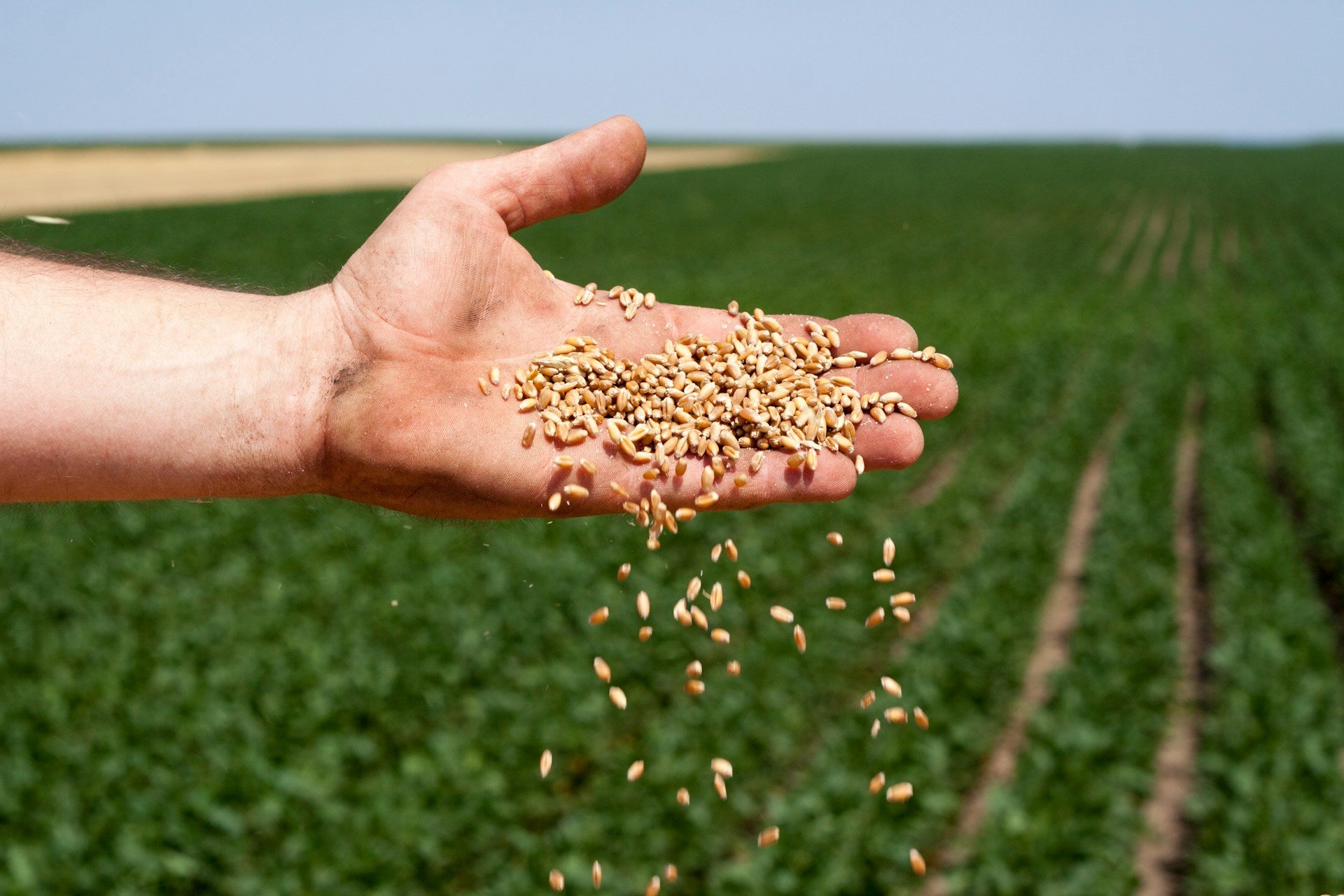 kaufen black wheat pflanze pflanzung samen Stück, 100 Stück