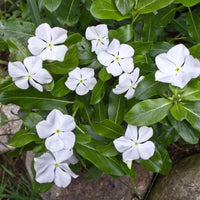 Weiß Catharanthus Blumensamen Aussaat