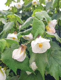 Weiß abutilon in container garten