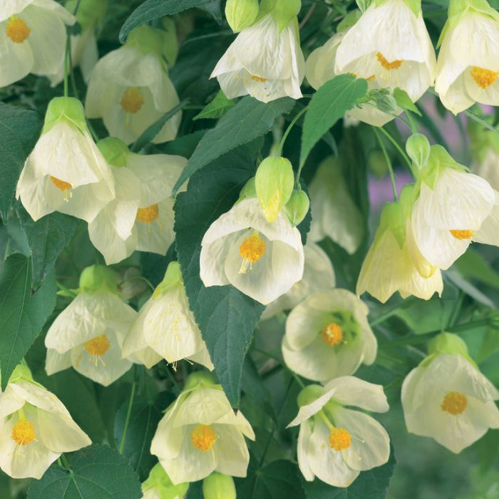 Non gmo weiß abutilon samen