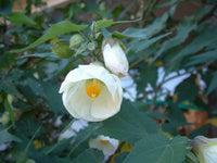 Ornamental weiß abutilon flowering shrub