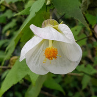 Weiß abutilon blume anpflanzung samen