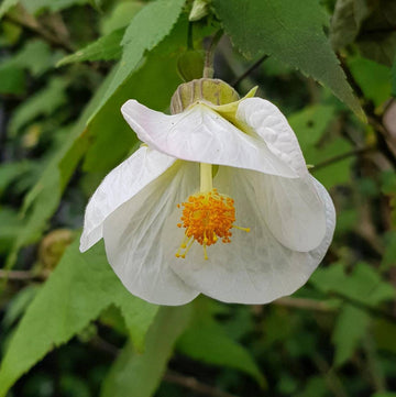 Weiß abutilon blume anpflanzung samen